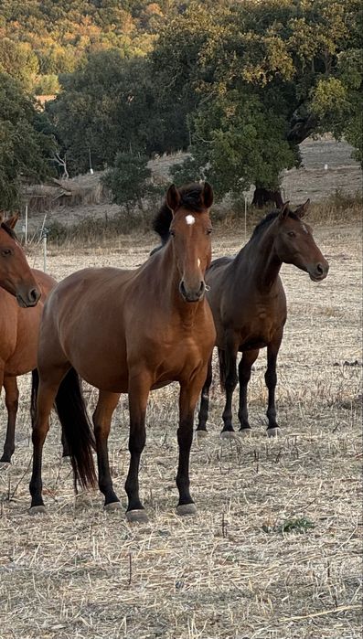 Éguas Lusitanas