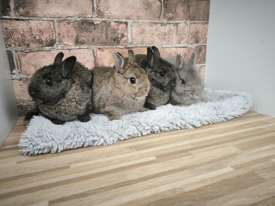 Króliczki Karzełki mini króliki miniaturki
