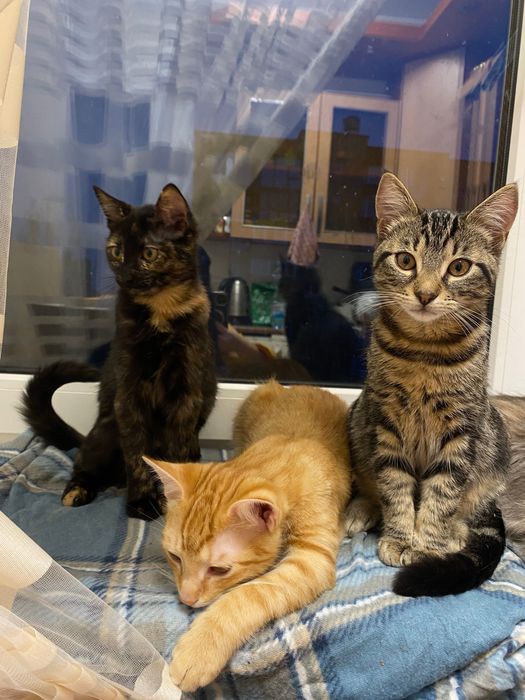 Кошеня ніжне і грайливе