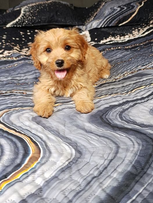 Piękna suczka Cavapoo