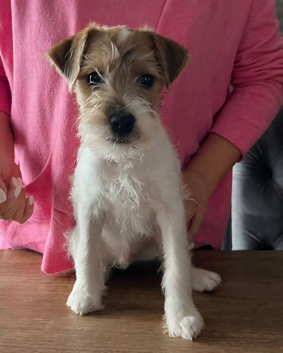 Parson Russell Terrier. Piesek. ZKwP/FCI