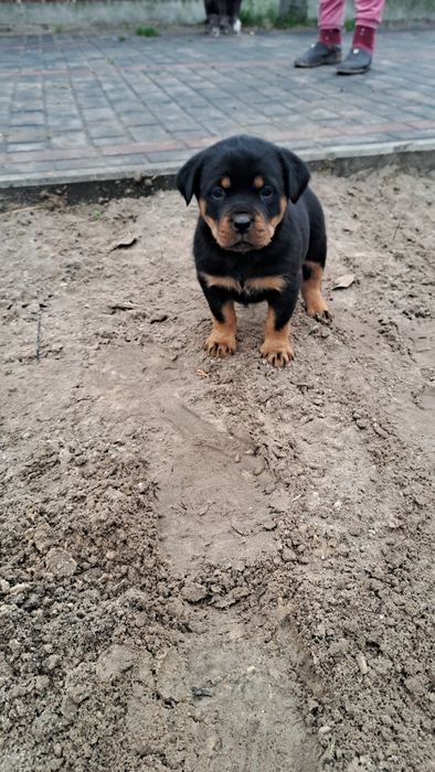 Suczka Rottweiler