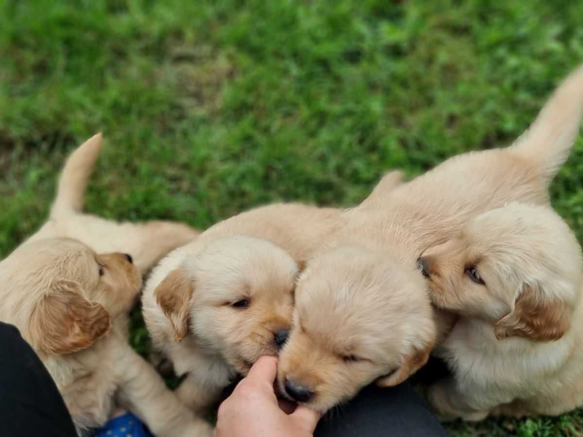 Golden retriever - linia amerykańska