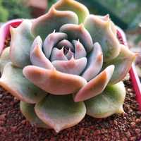 Продам echeveria suyon var