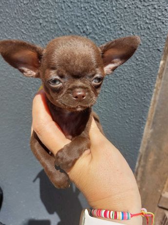 Chihuahua super mini. Perfeito.  Cabeça de maçã. Focinho curto