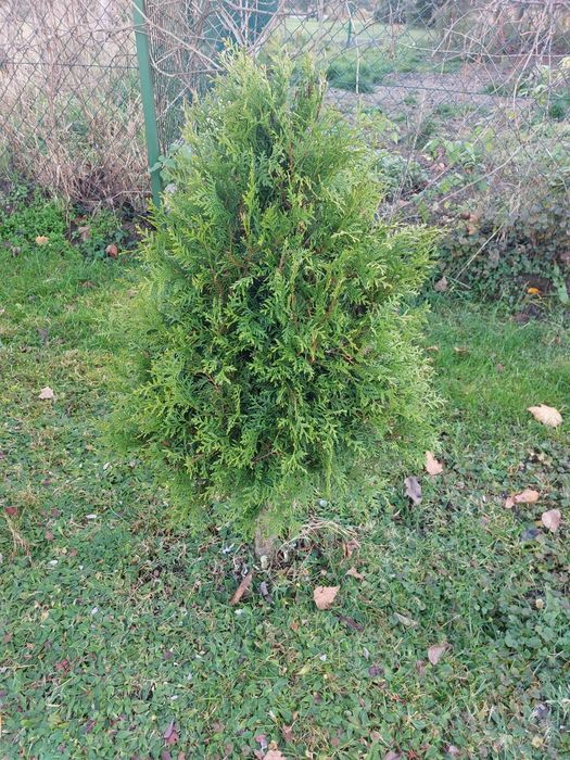 Tuja barabant 110 z gruntu 4 sztuki