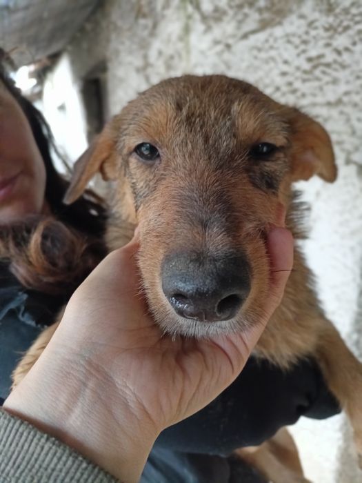 Cadela meiga para adoção