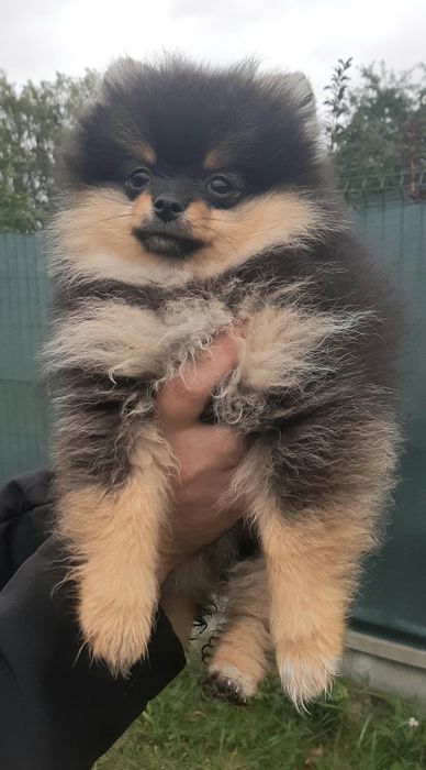 ONA szpic miniaturowy pomeranian