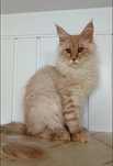 King Size, dla każdego kto lubi duży rozmiar Maine coon:)