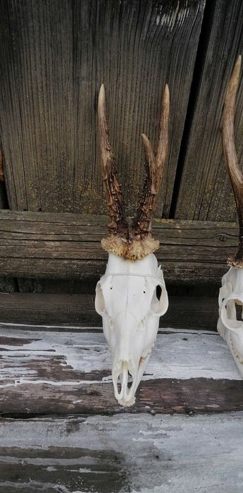 Preparowanie poroży jeleni kozłów i danieli