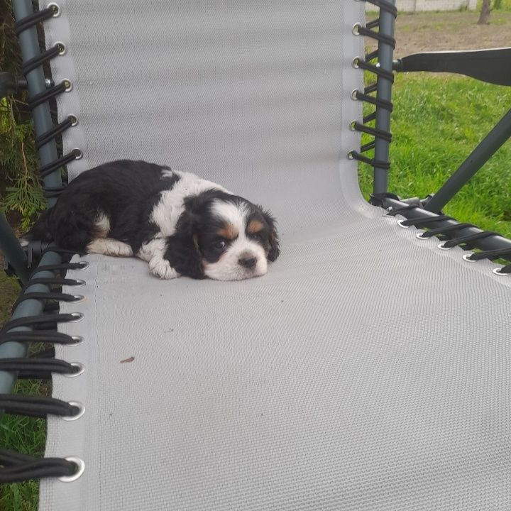 Suczka Cavalier King Charles Spaniel