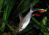 Chilodus punctatus Stojaczek punktowany