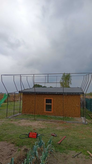 Zaciąg na gołębie.