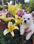 West highland white terrier