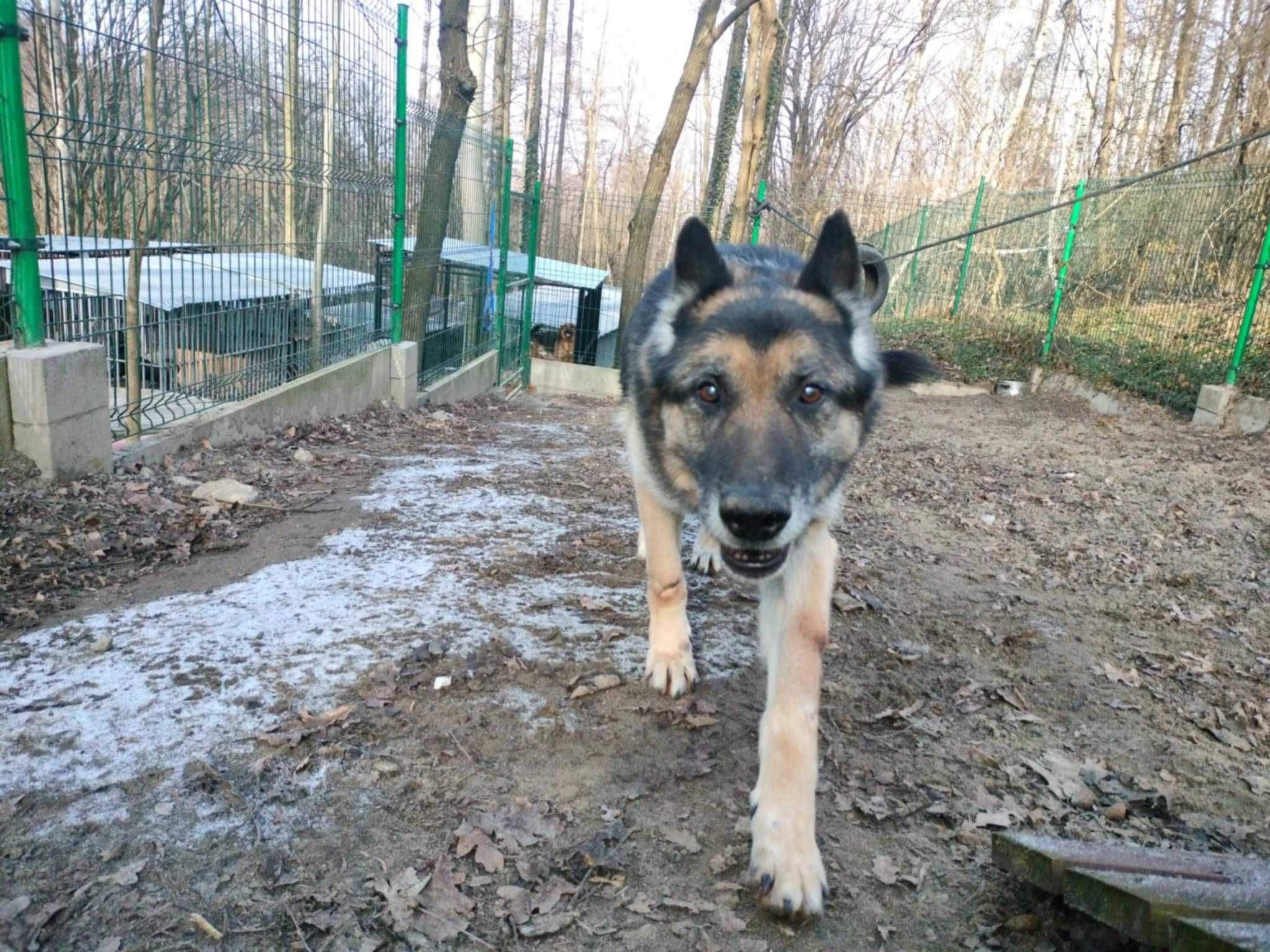 Ares - owczarek niemiecki do adopcji