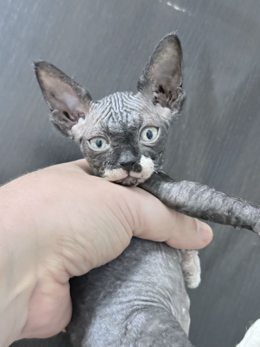 Sphynx macho disponivel