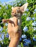 Chihuahua machinho mini