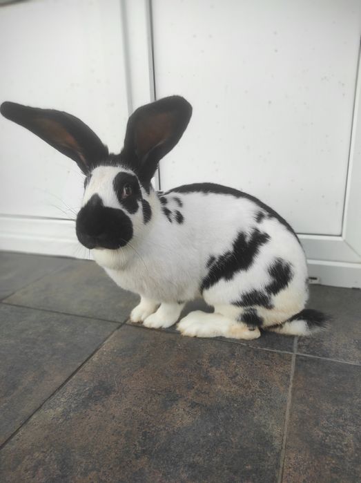 Кролі — Строкачі