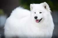 Samoyed samojed szczenięta LATO 2024