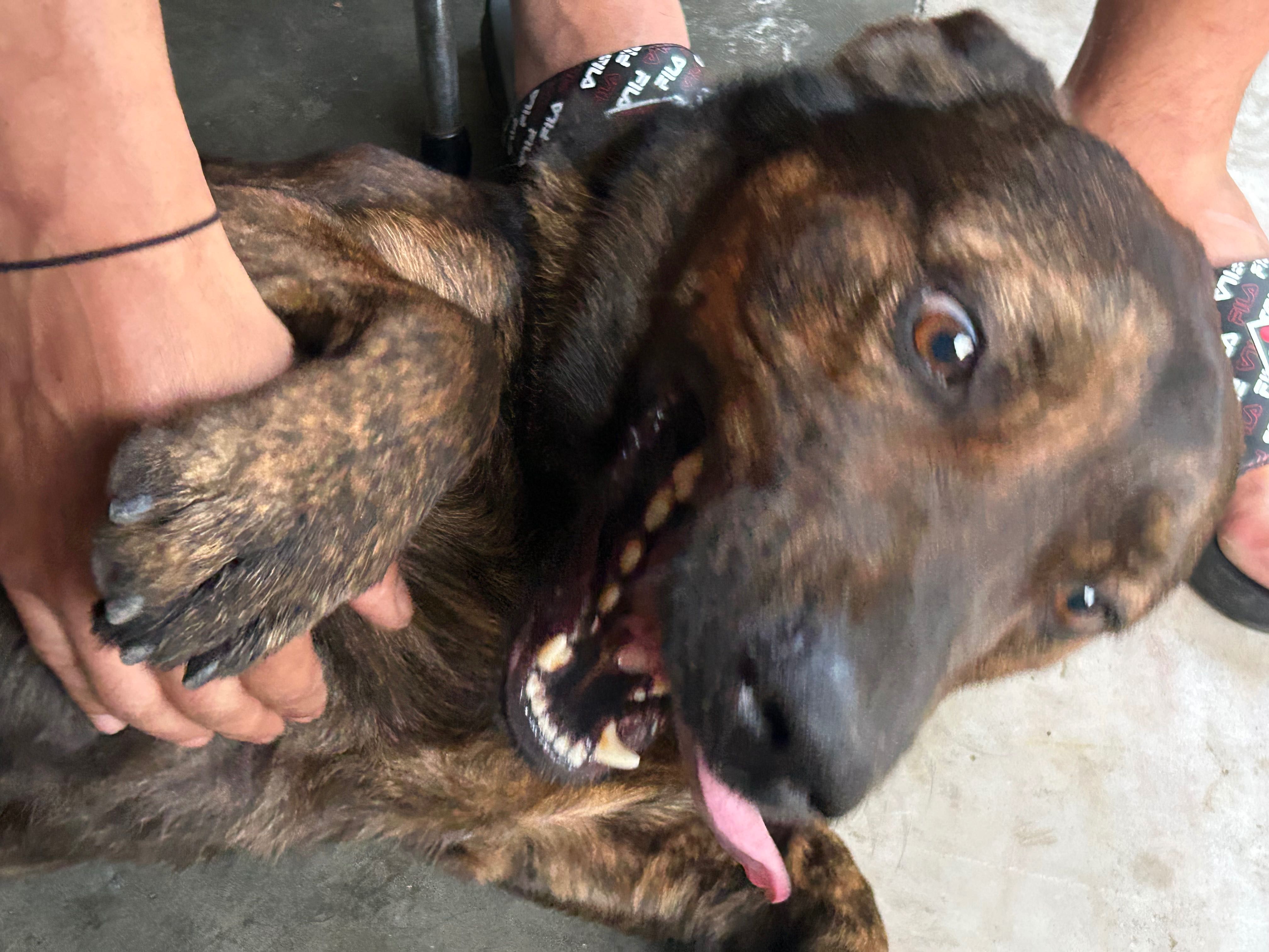 Cão para adoção responsável