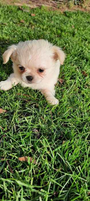 Piesek chihuahua długowłosy