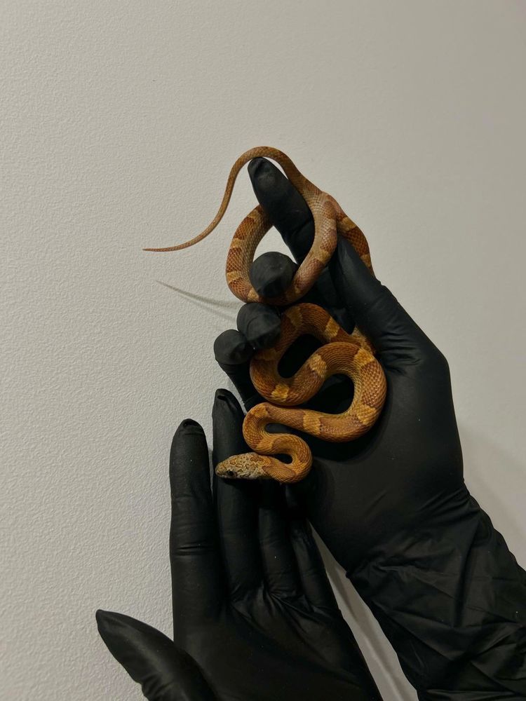 Wąż zbożowy samica