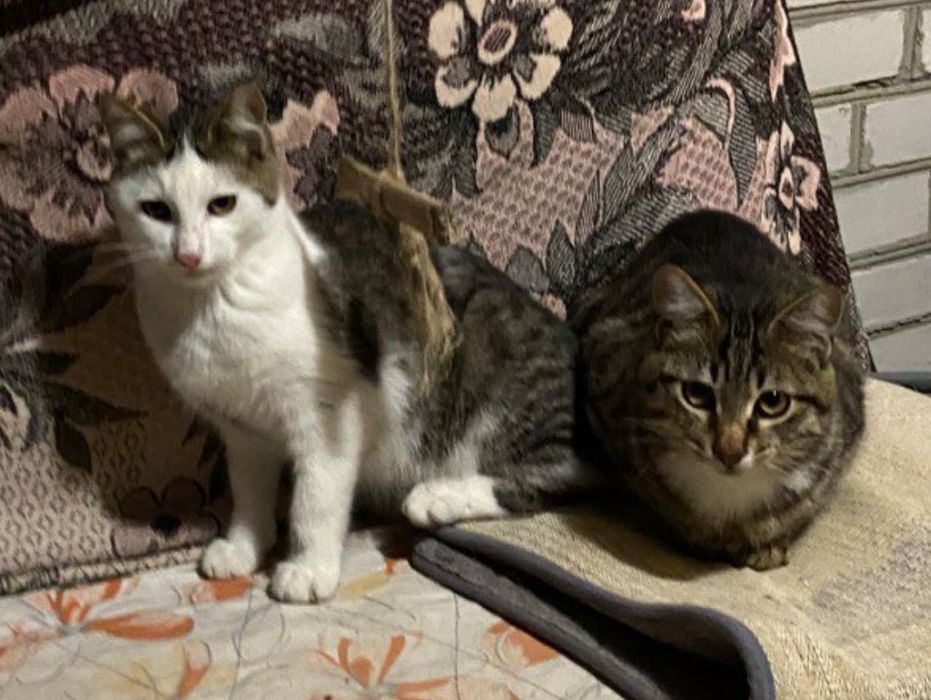 Кошенята в добрі руки