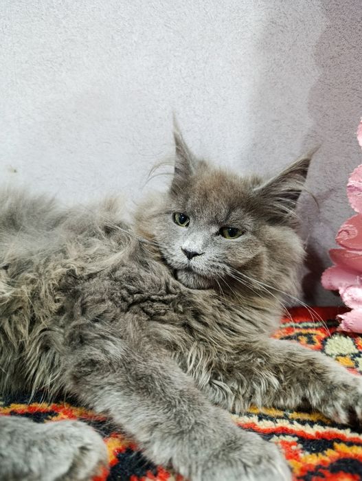 Котенок мейнкун в редком красивом окрасе