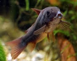 GB Kirys czarny Corydoras Aeneus „Black”