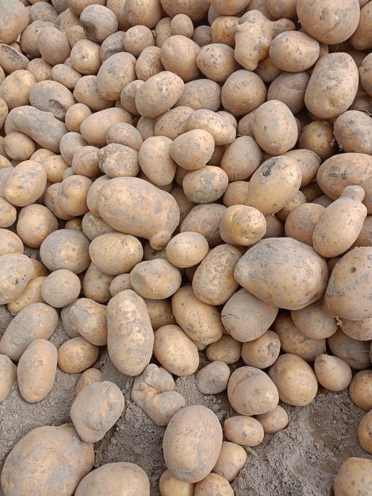 Ziemniaki jadalne odmiana soraja