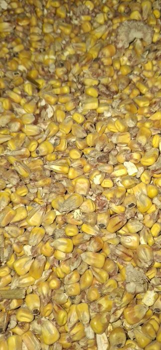 Kukurydza sucha workowana lub luz ( pszenica pszenżyto owies )