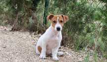 3 miesięczny piesek Jack Russell Terrier/ BREFIO/badania genetyczne