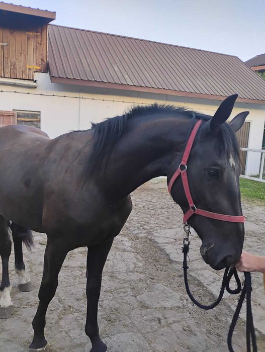 Wysoka klacz śląska 2,5 roku