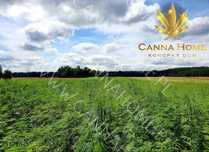 Herbata 50g Cannabis susz z kwiatostanów EXTRA STRONG 5% CBD CBG CBDA