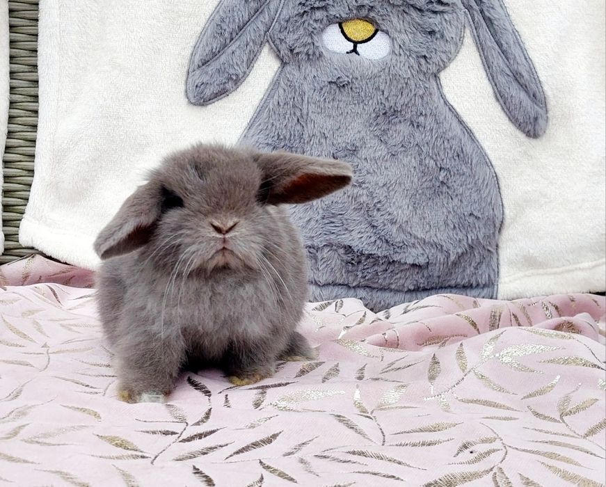 Królik Mini lop królik miniaturka baranek