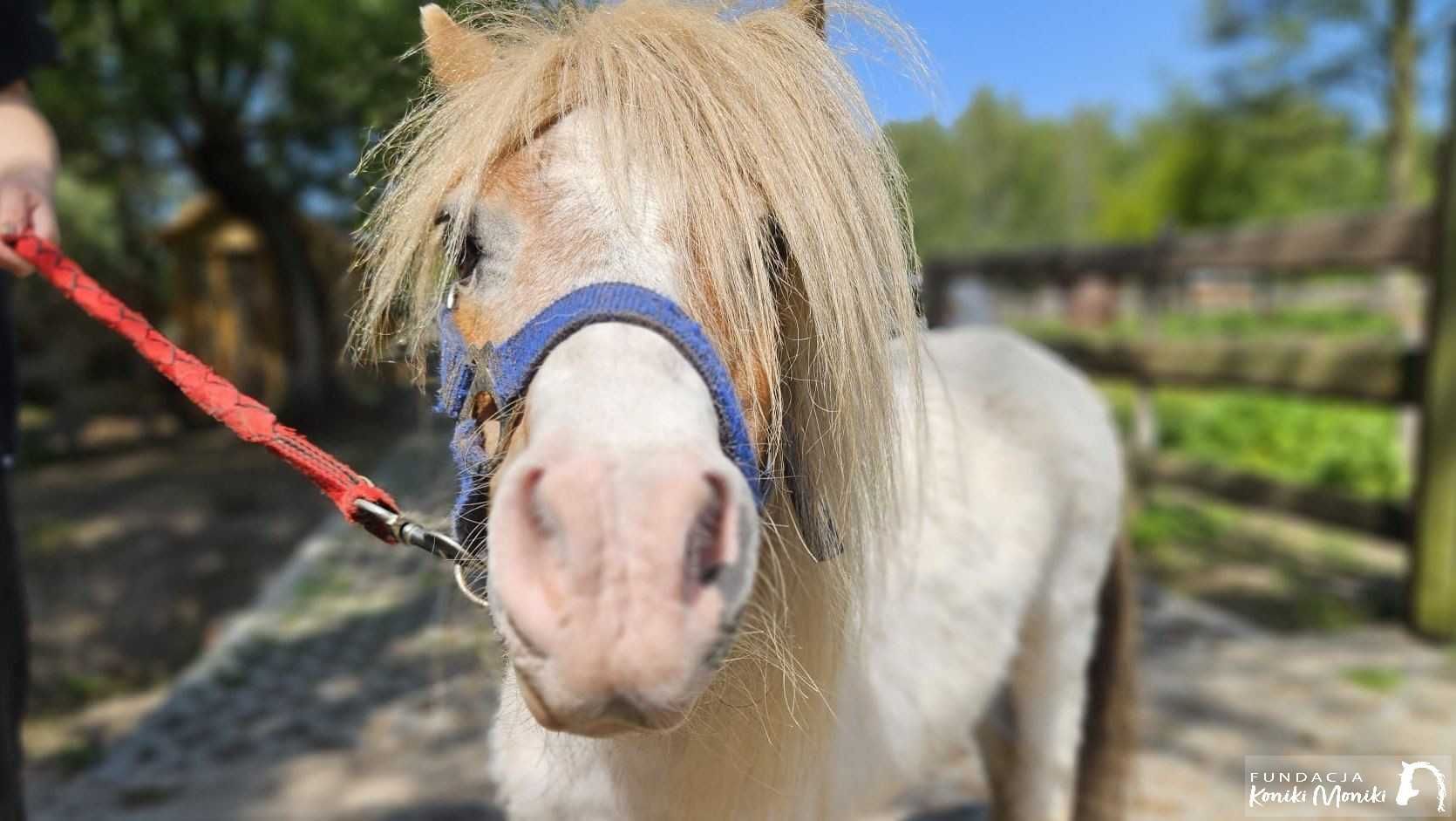 Pyrka - 85cm kucyk do adopcji za darmo