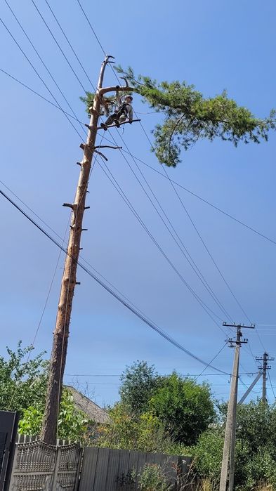 Спиливание деревьев частный сектор