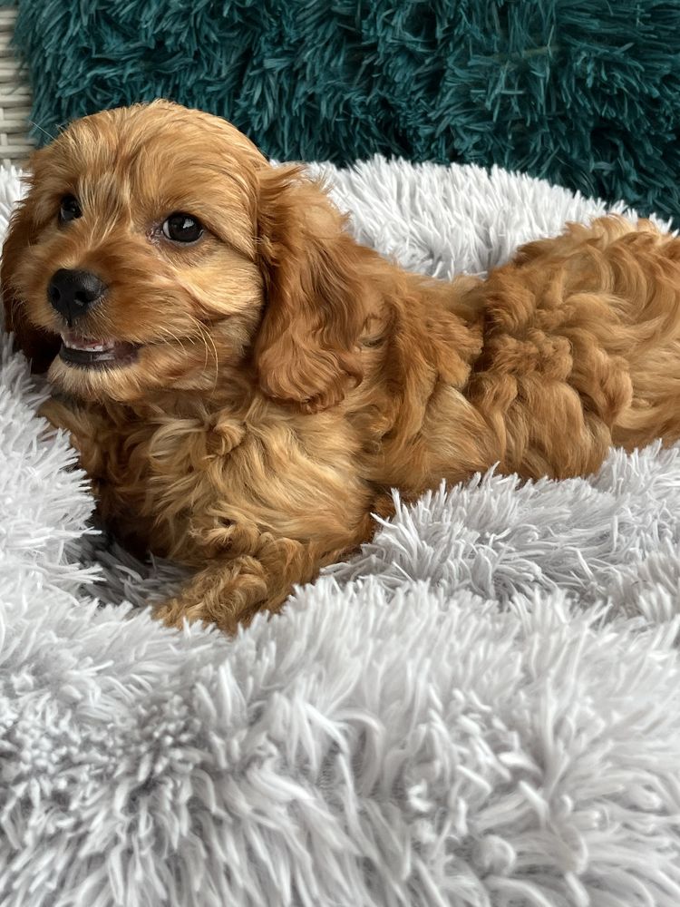 Cudowny piesek cavapoo do odbioru