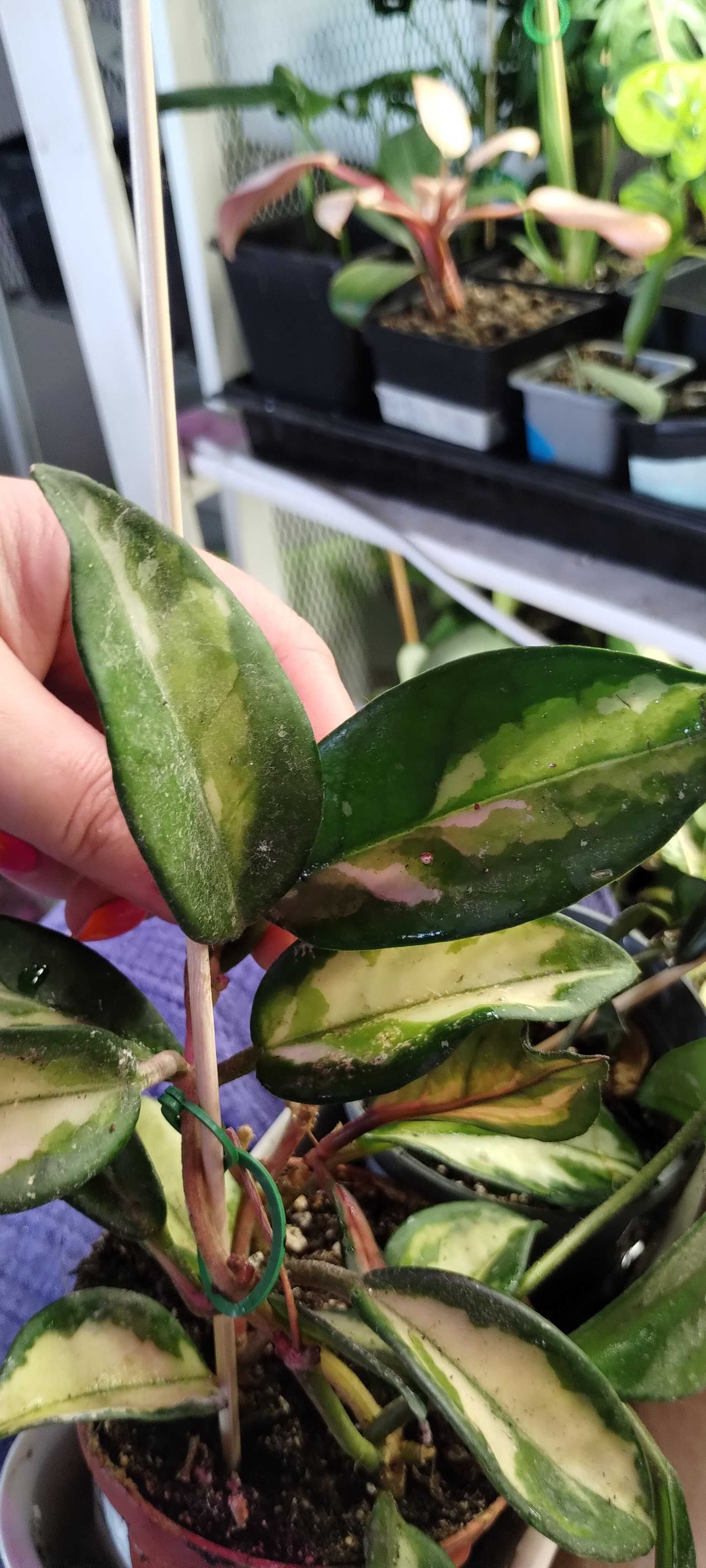 hoya tricolor-ciety pęd