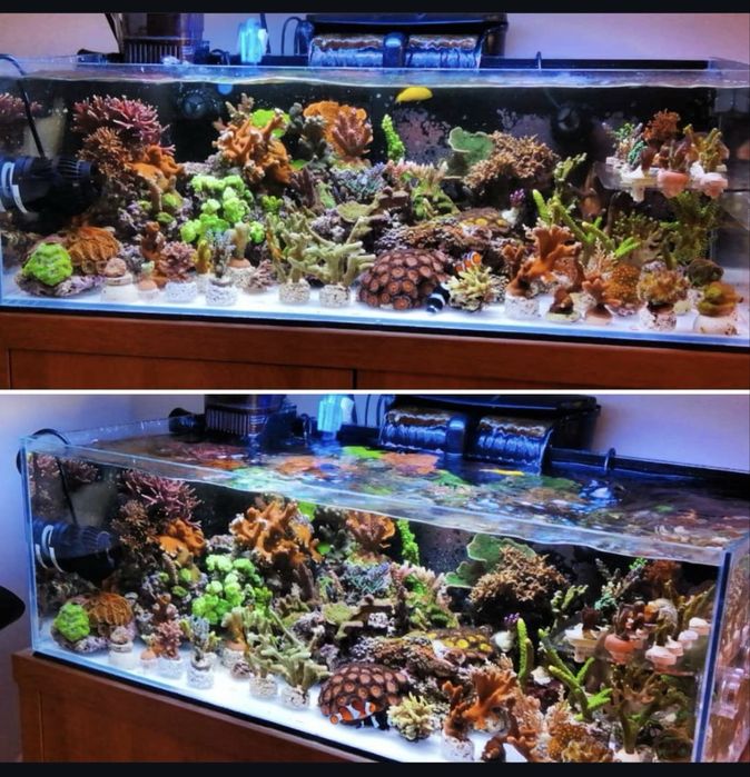 Akwarium morskie – zakładanie, serwis, czyszczenie, doradztwo