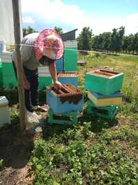 Odkłady pszczele 5-cio ramkowe ramka Wielkopolska