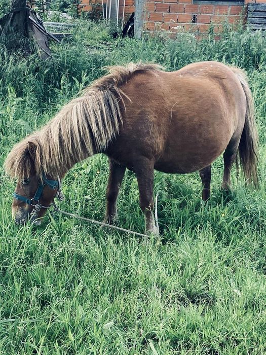 Vendo ponei femea cheia com 7 anos