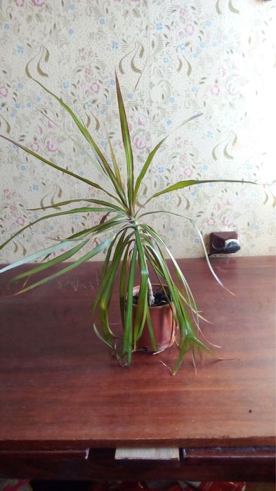 Кімнатні рослини драцени маргіната