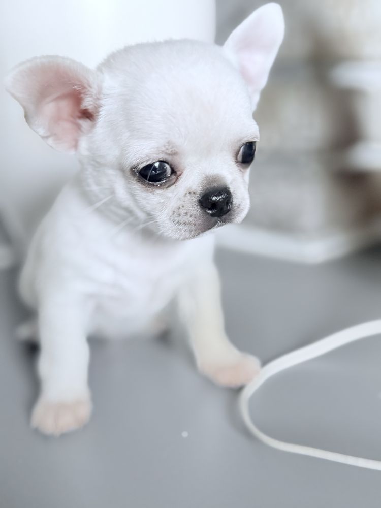 Piekny piesek chihuahua ZKwP FCI