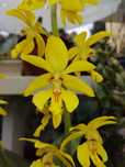 calanthe sieboldii flor