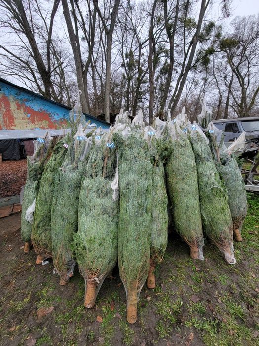 Живая Елка Ялинка, Пихта Нордмана