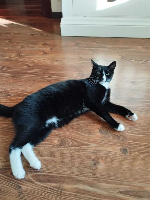 Котик Мартин шукає дім