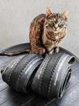 Opony Continental Terra Hardpack 50mm 700x50c, 29x2,00" tubeless ready