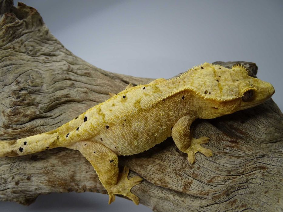 Gekon Orzęsiony samica Dalmatian