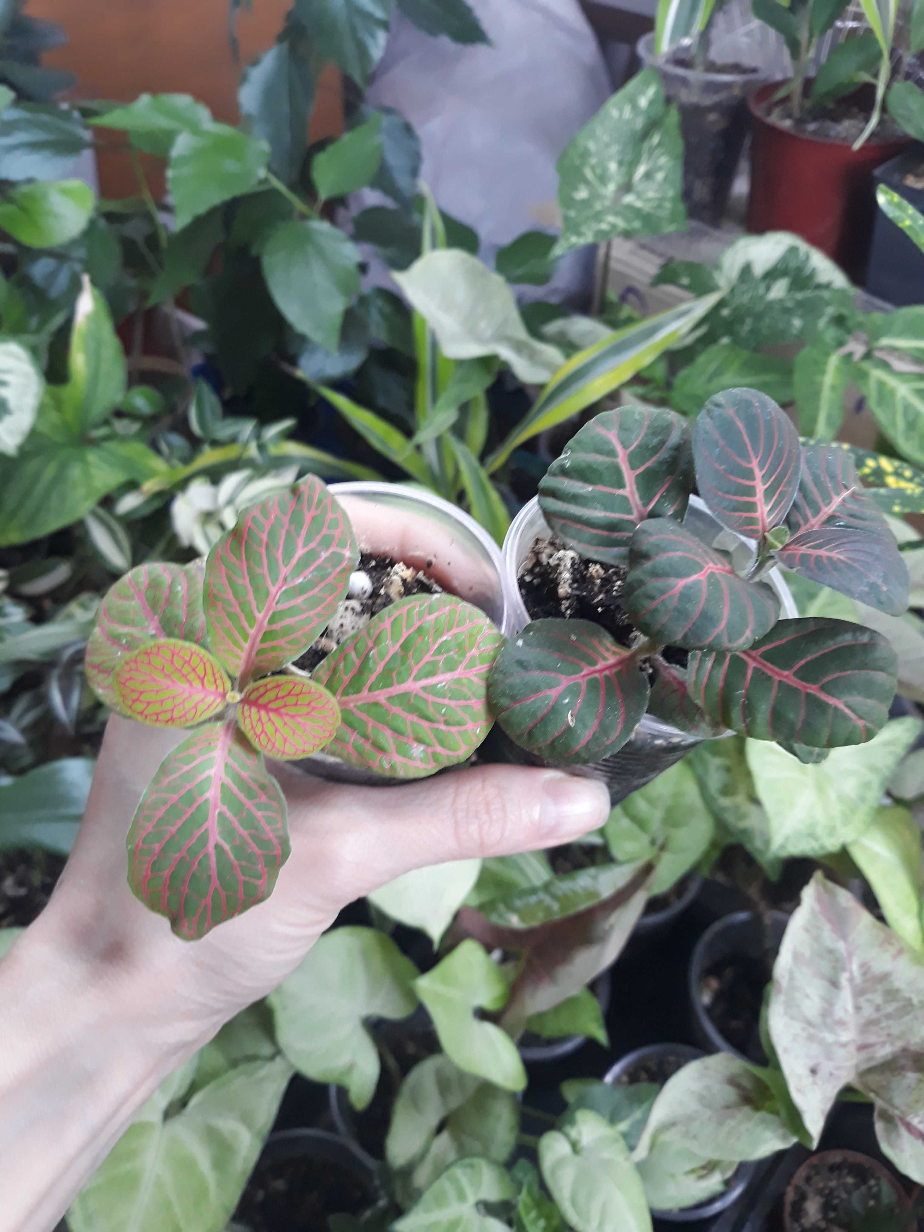 Фиттония (Fittonia)